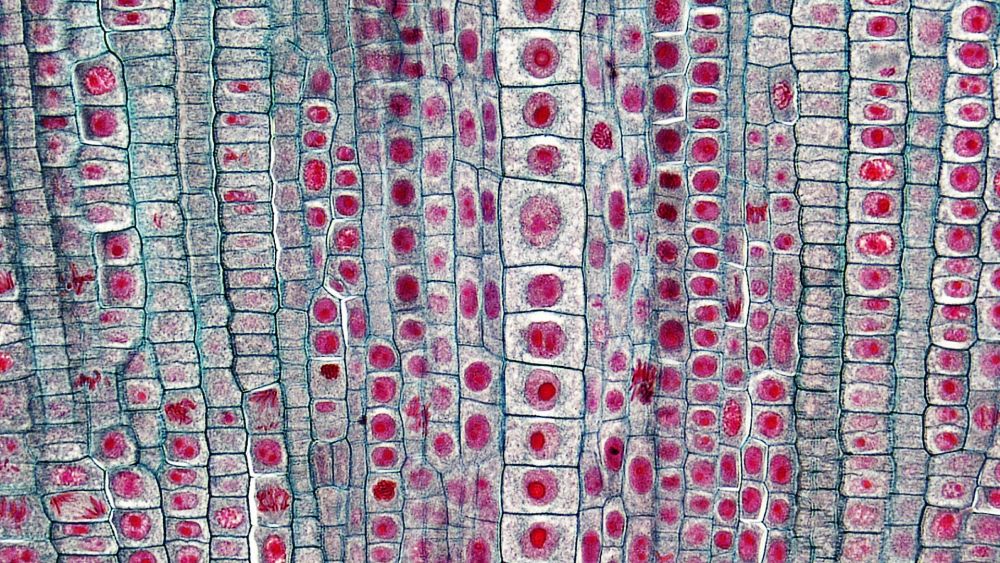 Pengertian jaringan pada tumbuhan, kenali jenis beserta fungsinya