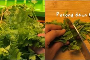 Cara sederhana menyimpan daun ketumbar, awet dan tetap segar