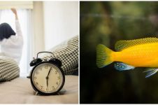 9 Arti mimpi melihat ikan, membawa makna keberuntungan hidup