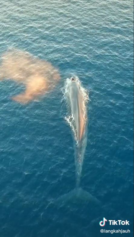 Paus biru sebesar kapal terekam kamera turis di Labuan Bajo