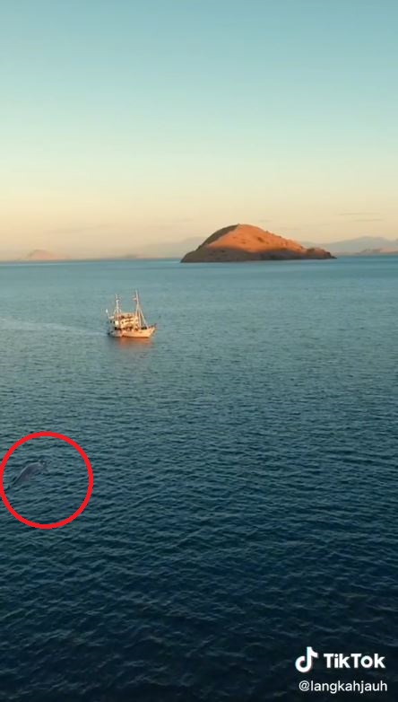 Paus biru sebesar kapal terekam kamera turis di Labuan Bajo