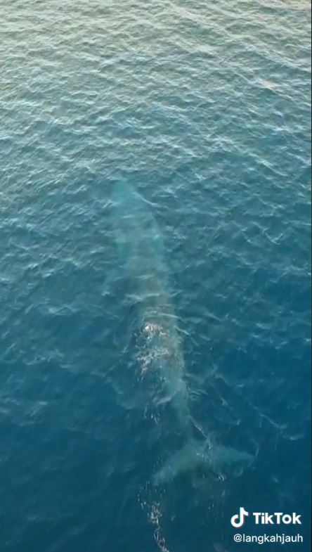 Paus biru sebesar kapal terekam kamera turis di Labuan Bajo