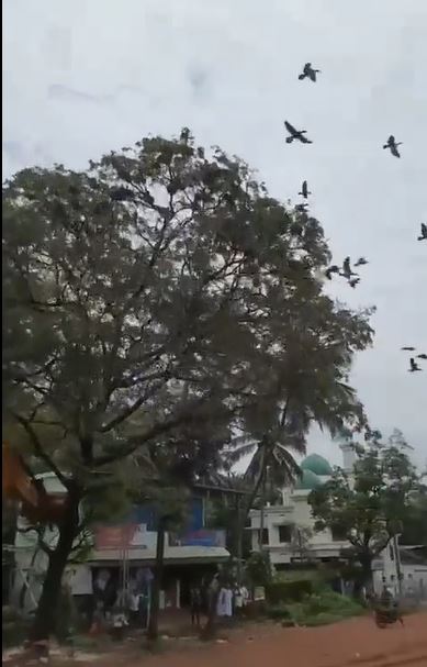 Bikin miris, aksi tebang pohon ini hancurkan habitat ratusan burung