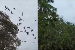 Bikin miris, aksi tebang pohon ini hancurkan habitat ratusan burung