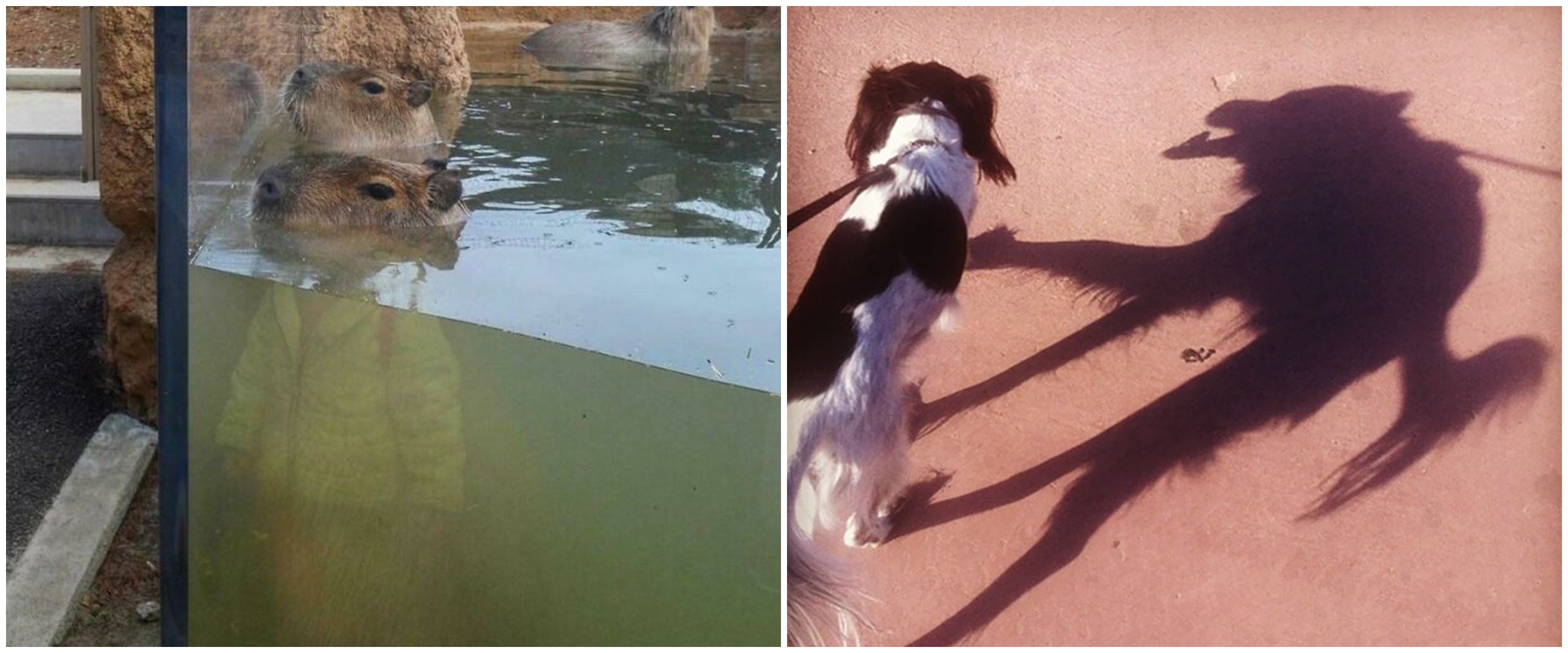 17 Potret kocak bayangan beda dari benda aslinya ini bikin heran