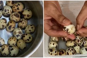 Cara praktis mengupas telur puyuh rebus, hasil mulus dan antiribet