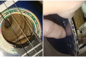 Hendak main gitar, pria ini justru temukan ular di dalamnya