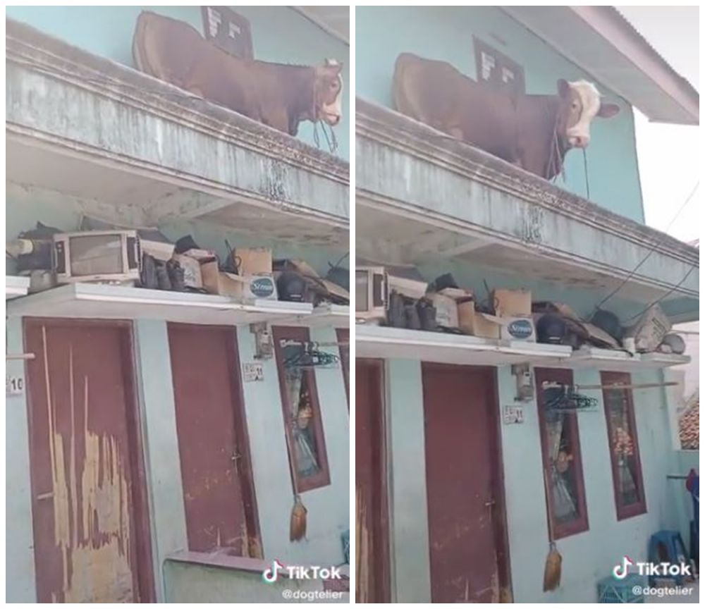 Lepas dari kandang, sapi ini nyasar ke lantai 2 rumah dan bikin panik