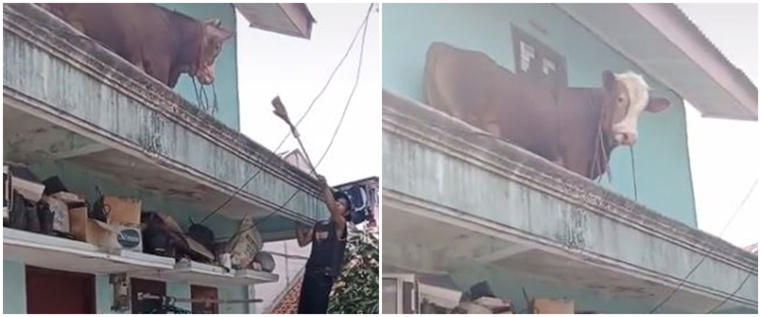 Lepas dari kandang, sapi ini nyasar ke lantai 2 rumah dan bikin panik
