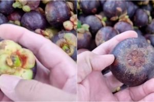 Cara praktis memilih buah manggis yang manis dan segar
