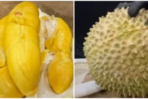 Cara mengupas durian lebih cepat dan tidak melukai tangan