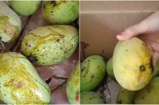 Trik mematangkan buah mangga secara cepat dan alami, mudah dilakukan