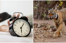9 Arti mimpi dikejar harimau menurut Islam dan primbon Jawa