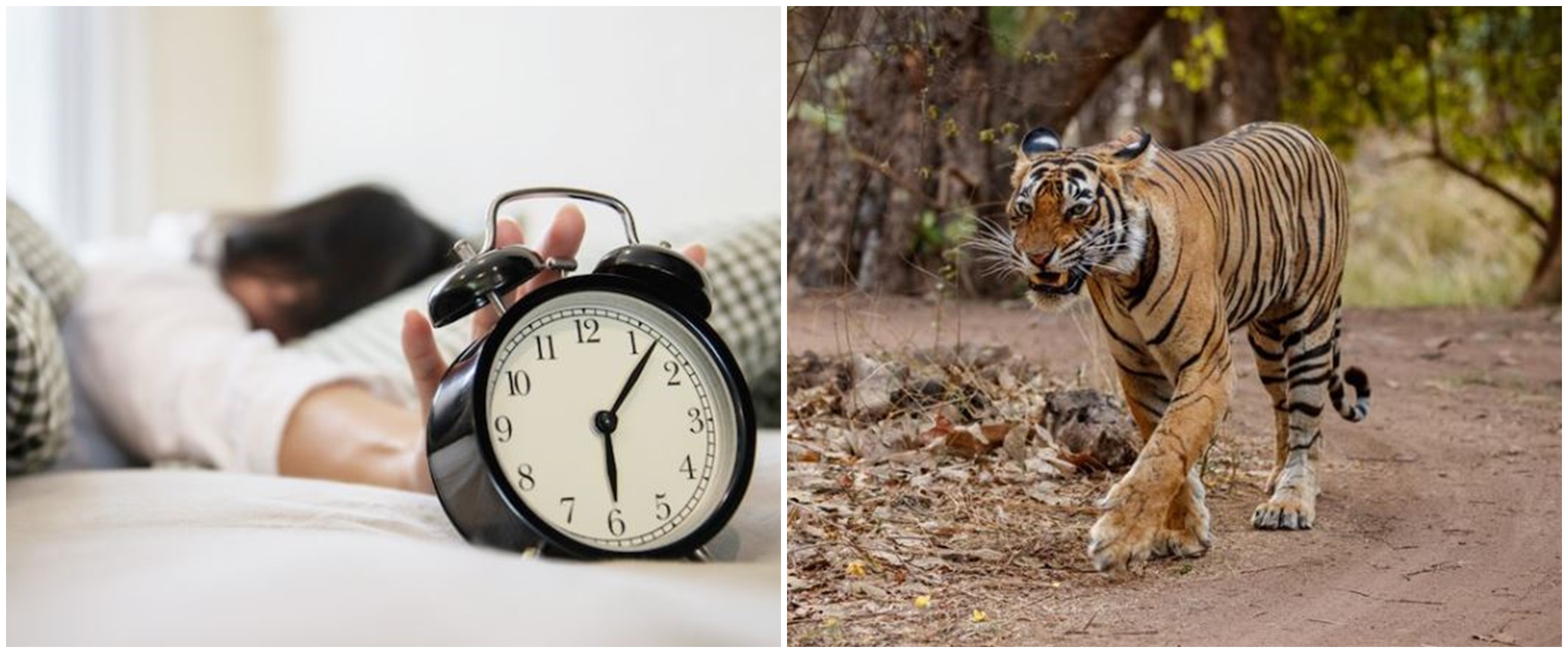9 Arti mimpi dikejar harimau menurut Islam dan primbon Jawa