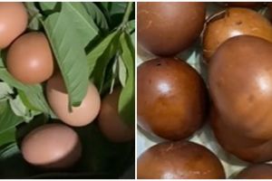Trik simpel bikin telur pindang agar berwarna cokelat sempurna