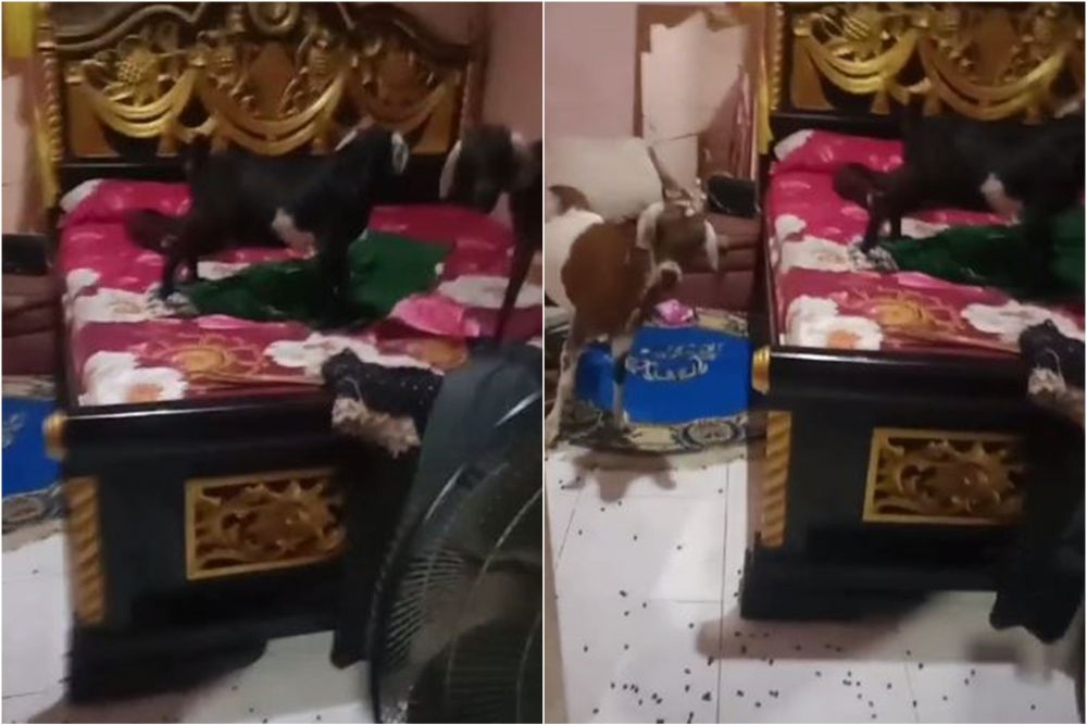 Lupa tutup pintu, wanita ini syok kamar tidur mendadak jadi kandang