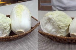 Trik menyimpan sawi putih dan kubis tanpa kulkas, awet hingga 2 minggu