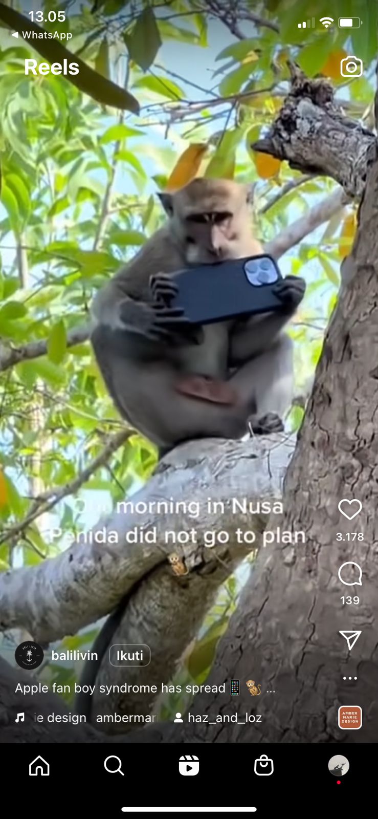 Aksi lucu monyet jambret iPhone milik turis di Nusa Penida