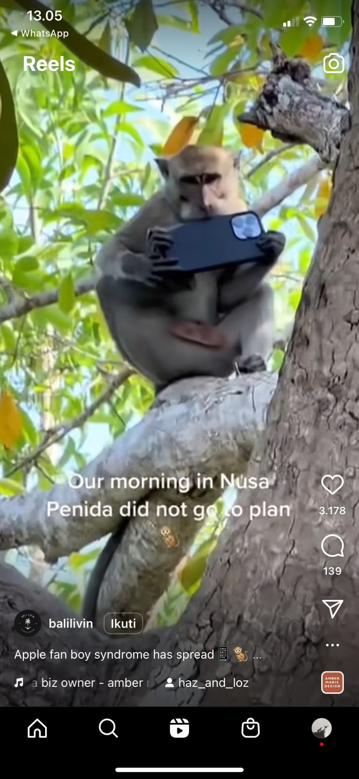 Aksi lucu monyet jambret iPhone milik turis di Nusa Penida