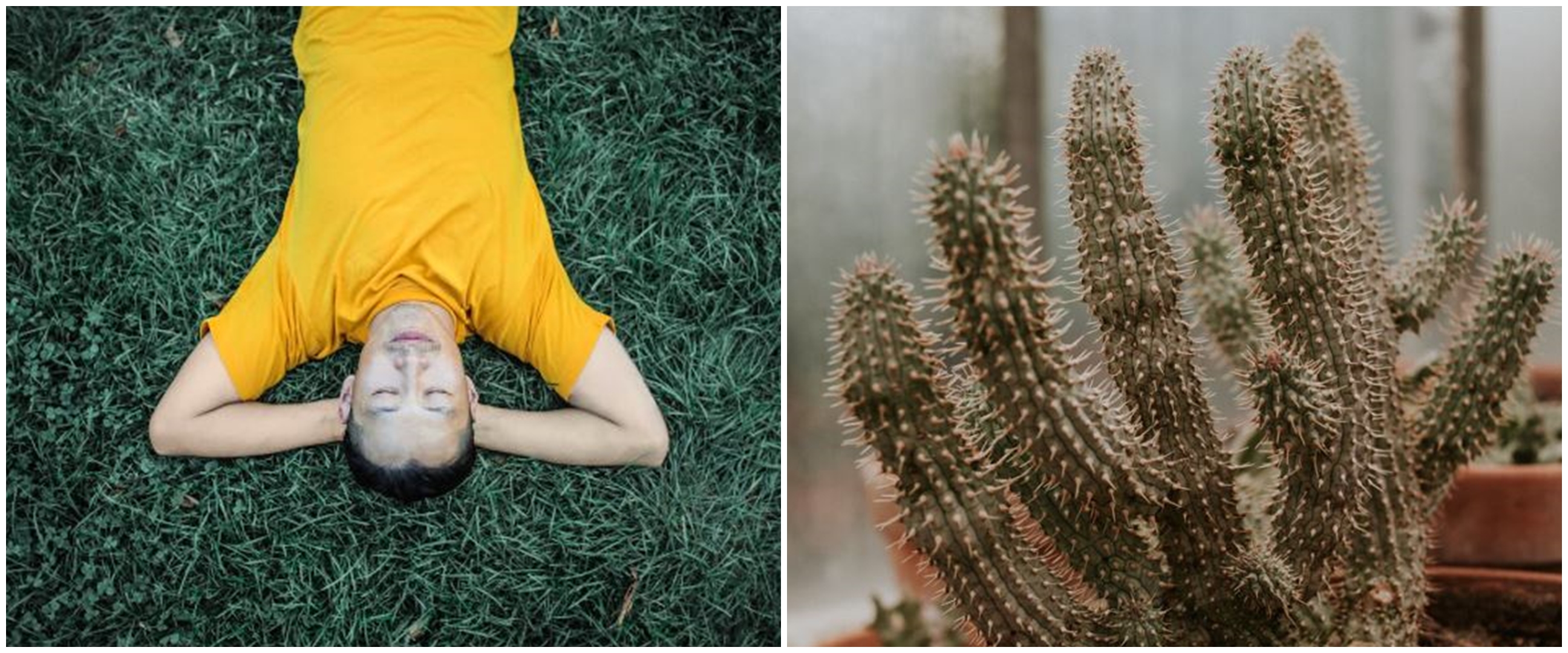 9 Arti mimpi tentang kaktus, bawa pertanda keberuntungan