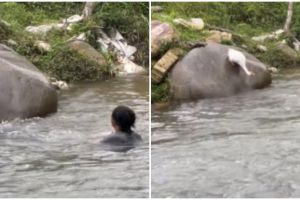 Nekat isengin angsa di sungai, pria ini alami kejadian tak terduga