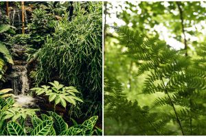 Pengertian keanekaragaman hayati beserta tingkatan dan pendekatannya