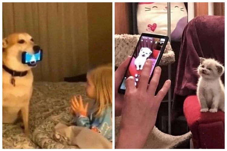 11 Penampakan lucu pakai gadget bareng hewan, bikin gemas yang lihat