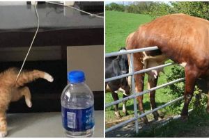 15 Potret lucu hewan tersangkut pada benda ini gemesin tapi kasihan