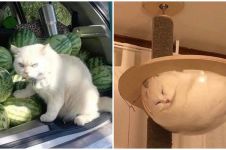 11 Tingkah lucu kucing saat sedang santai, bikin gemas lihatnya