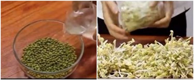 8 Cara tanam tauge dari kacang hijau di rumah, mudah tanpa tanah