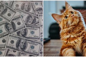 Kisah TKI jaga kucing dan rumah di AS, digaji Rp1,5 juta per malam