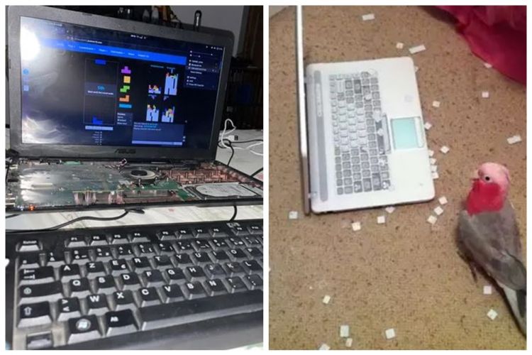 11 Momen apes kerusakan di keyboard laptop, lihatnya bikin pilu