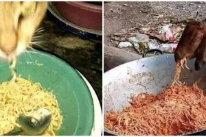 11 Potret lucu hewan doyan makan mi ini bikin heran melihatnya