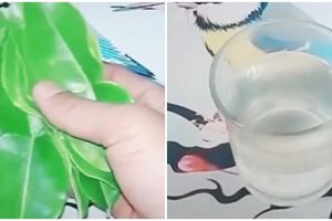 Cara simpel bikin obat kumur alami dari daun jeruk, atasi bau mulut