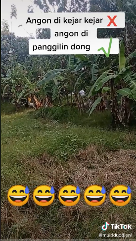 Bukan dihalau, cara penggembala masukkan kambing ke kandang ini unik