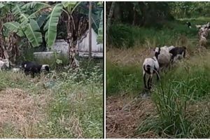 Bukan dihalau, cara penggembala masukkan kambing ke kandang ini unik