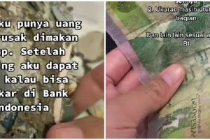 Wanita ini bagikan proses penukaran uang rusak karena rayap, ribet