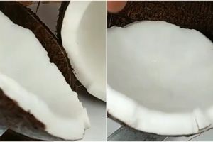 Trik melepaskan batok kelapa dari dagingnya, lebih mudah dan rapi
