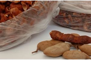 Trik agar asam Jawa tak mudah hitam dan berjamur, awet hingga tahunan