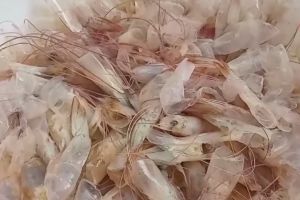 Ramah lingkungan, ini trik buang sampah kulit udang agar tak bau busuk