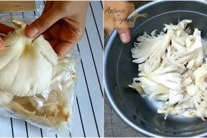 Jangan sampai salah, ini 5 cara bersihkan jamur tiram agar tidak bau