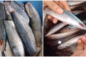 5 Cara simpel cabut tulang ikan dari dagingnya, tak perlu dibelah