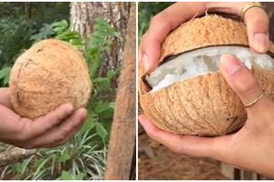 Jarang diketahui, begini bentuk isi kelapa kopyor asli