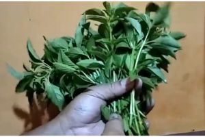 5 Cara menyimpan daun kemangi tanpa kulkas, tak layu hingga 5 hari