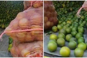 Cara menurunkan tumpukan jeruk dari truk ini kreatif, tak bikin capek