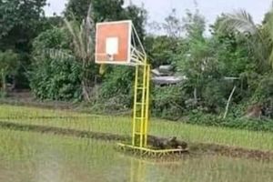 13 Potret lucu salah taruh benda di sawah, penampakannya bikin mikir
