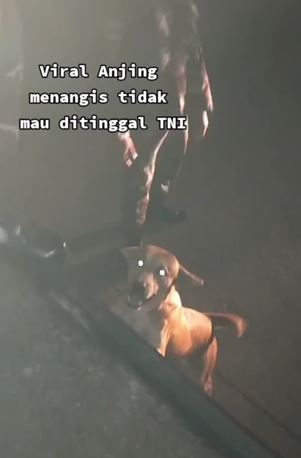 Momen haru anjing emoh ditinggal anggota TNI, berusaha panjat mobil