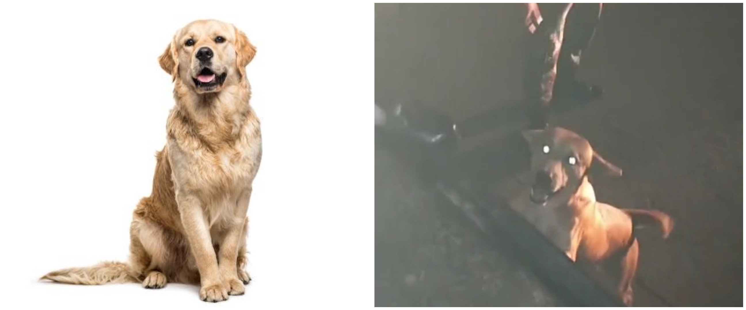 Momen haru anjing emoh ditinggal anggota TNI, berusaha panjat mobil