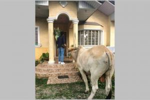 11 Momen lucu cowok mau ngasih kejutan, bawa hadiah tak terduga