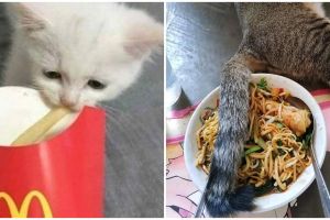 11 Momen apes orang lagi makan diganggu hewan, nafsu menyantap lenyap